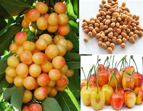 RARE Rainiers Cherry-grow Indoors in a Pot or Out-(2,6 Or10 Seeds)very
