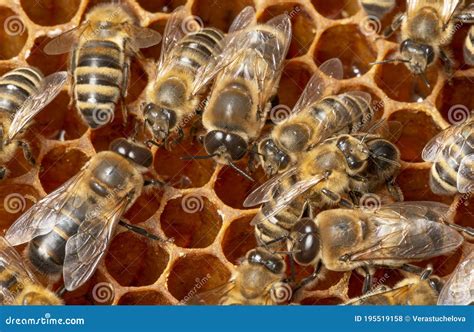 Big Drone Bees Male Honey Bee Stock Photo Image Of Macro Close