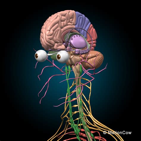 D Model Human Anatomy Nervous Systems