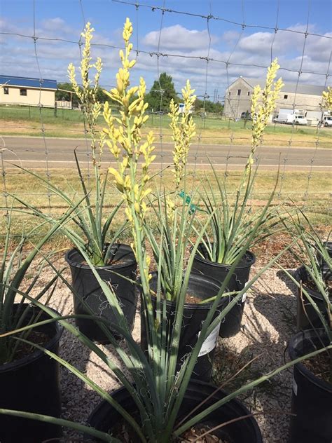 Red Yucca Varieties - Backbone Valley Nursery