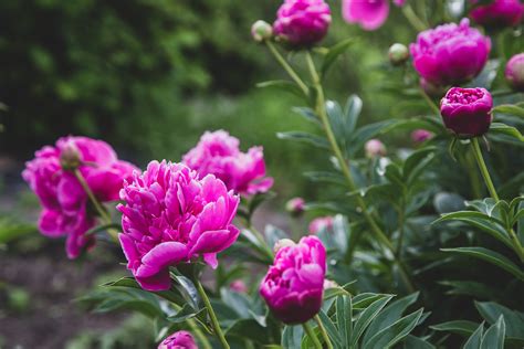 картинки : цветущее растение, лепесток, Розовый, common peony, Пион ...