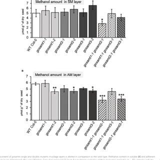 Gosamt Gosamt Seed Coat Epidermal Cell Morphology Is Affected And