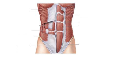 Abdominal Muscles Diagram | Quizlet