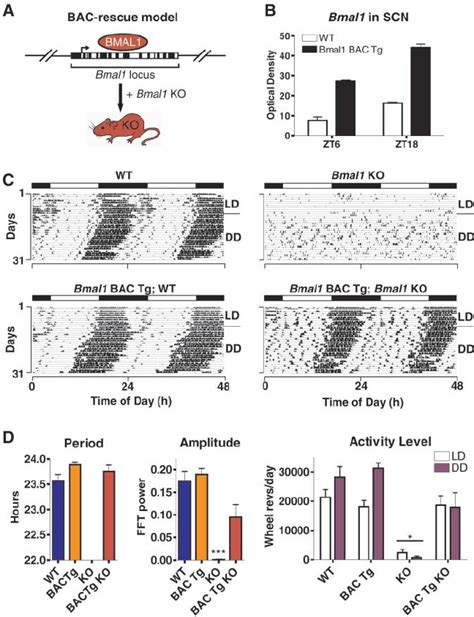 Bmal1 Containing Bac Transgenes Rescue Bmal1 − − Phenotypes A