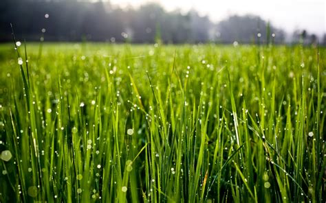 Hintergrundbilder Sonnenlicht Wasser Natur Gras Feld