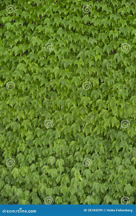 Green Vine Leaf Background Stock Image Image Of Background 28784299