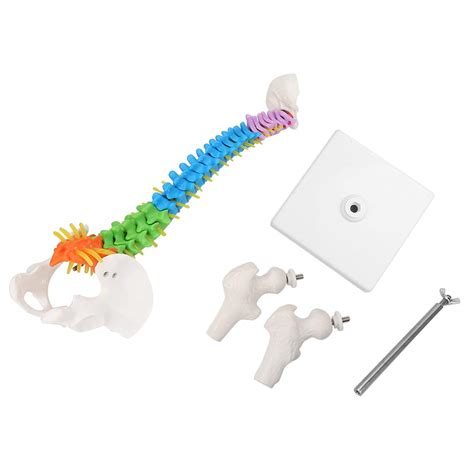 Buy Human Spine Model Colored Life Size Flexible Scientific Anatomical