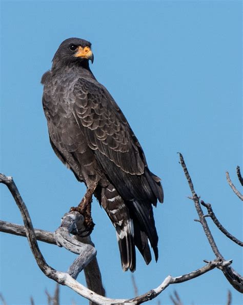 Cuban Black Hawk Endangered Bird Bird Conservation