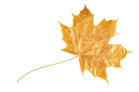 Gold maple leaf — Stock Photo © nrey_ad #1151974