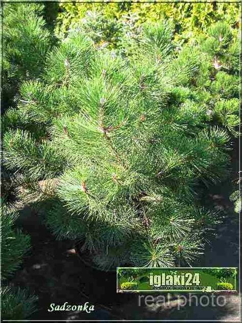 Pinus Nigra Pyramidalis Sosna Czarna Pyramidalis Szczep Foto