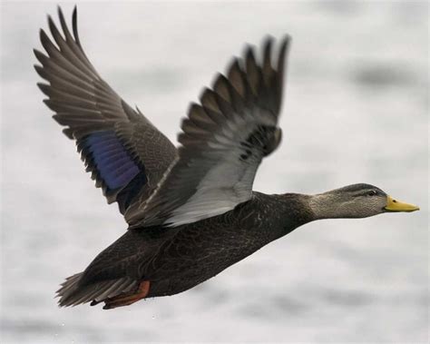 American Black Duck | Duck species, Bird life list, Duck hunting