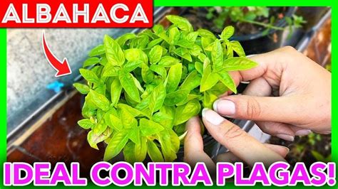 7 TIPS Para CULTIVAR ALBAHACA En Tu HUERTO IDEAL Para COMBATIR