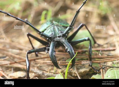 Longhorn Escarabajo Orden Coleoptera Familia Cerambycidae Insectos En La Selva De Venezuela