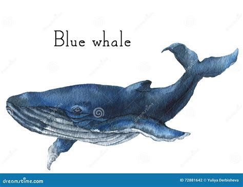 Watercolor Blue Whale. Illustration Isolated on White Background. for Design, Prints or ...