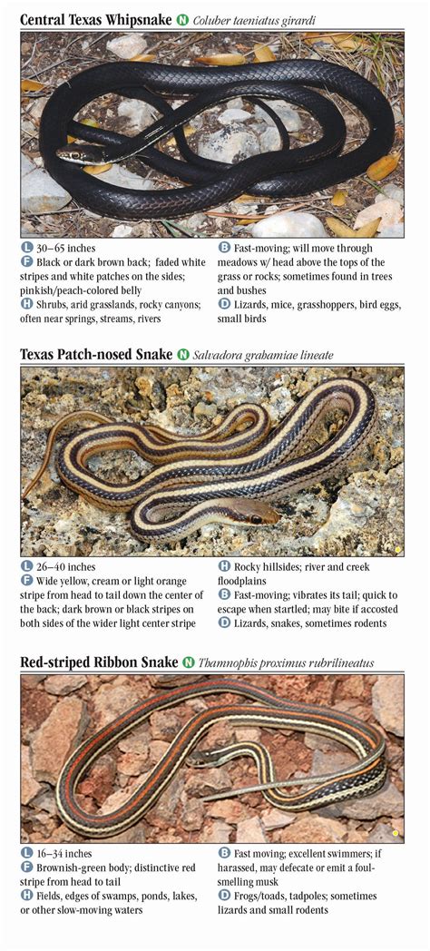 Identify Snakes A How To Guide Snake Identification Anatomy Life