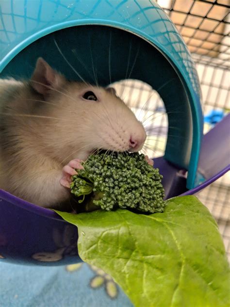 do rats eat lettuce 2