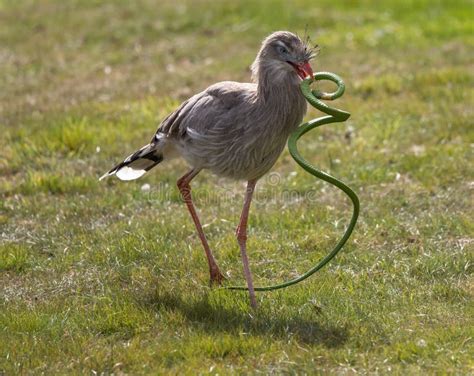 Close Up Shot Of A Red Legged Seriema With A Snake In Its Beak Stock