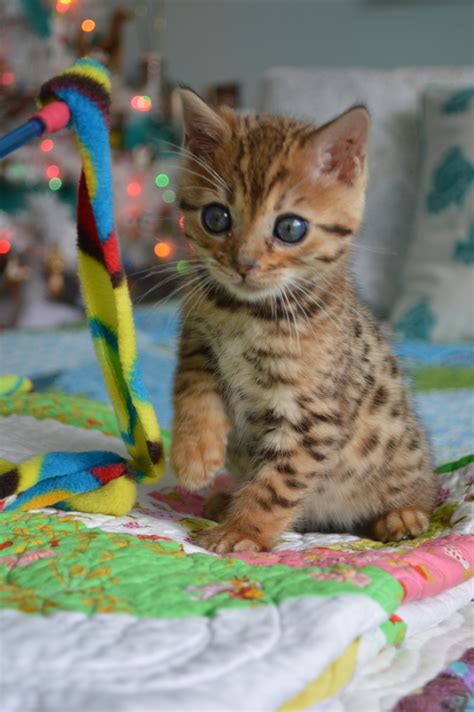 Our New Bengal Kitten