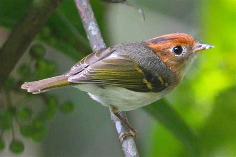 Sunda Warbler Seicercus Grammiceps