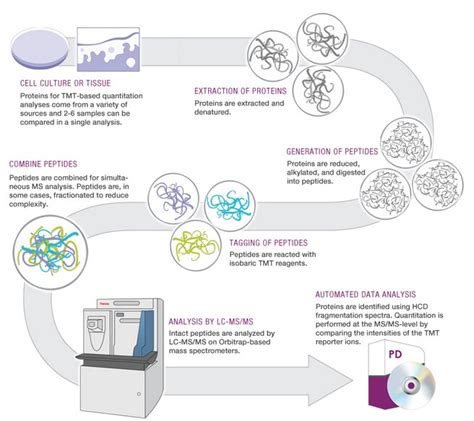 Why TMT Multiplexing for Protein Quantitation?