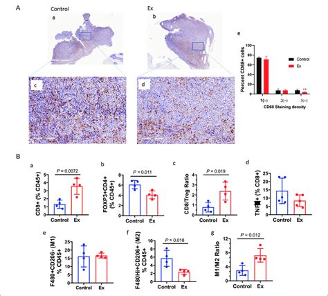 Immune Modulation Within The Tumors Of Mice With LLC A CD68 Positive