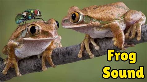 Frog Sounds Animal Sounds Youtube