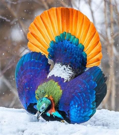 birds   himalayas  species guide