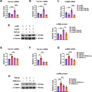 Silencing Inhibition Of P Alleviated Tgf Induced Cardiac Fibrosis