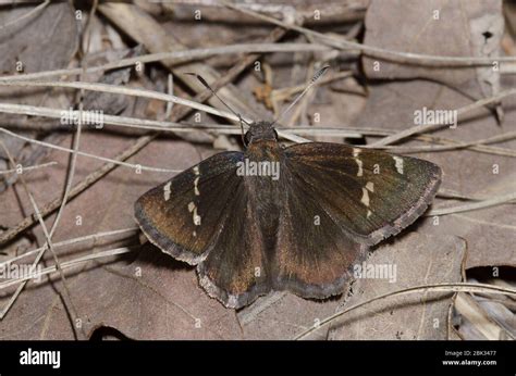 Southern Cloudywing Cecropterus Bathyllus Stock Photo Alamy