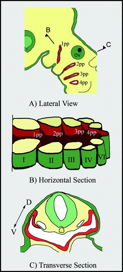 The Pharyngeal Pouches Are Outpocketings Of The Endoderm At Precise