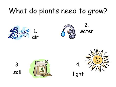 Ppt 1 St Grade Review Of Plants Powerpoint Presentation Free