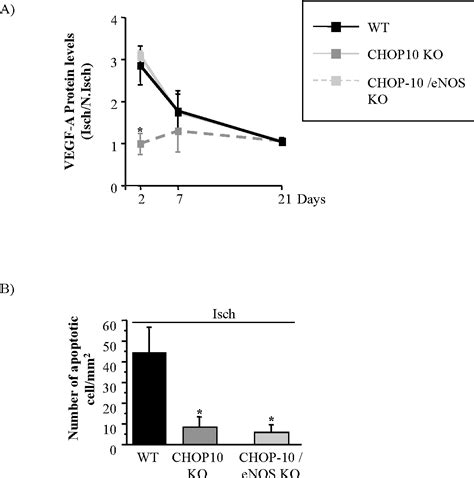 Figure 2 From C Ebp Homologous Protein 10 Chop 10 Limits Postnatal