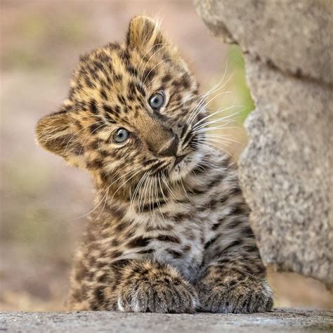 Kitten Leopard Free Photo From Photomonstr Images On Fonwall