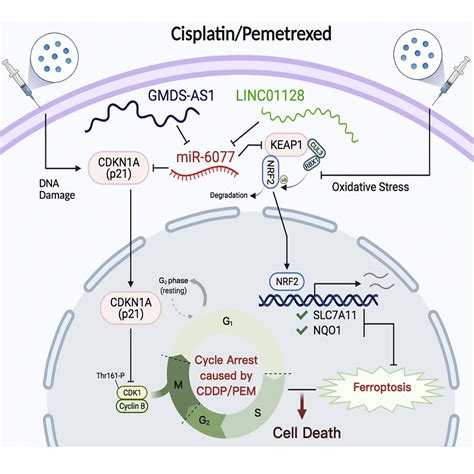 MiR 6077 Promotes Cisplatin Pemetrexed Resistance In Lung