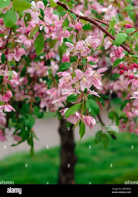 Cherry Blossom Tree Leaf