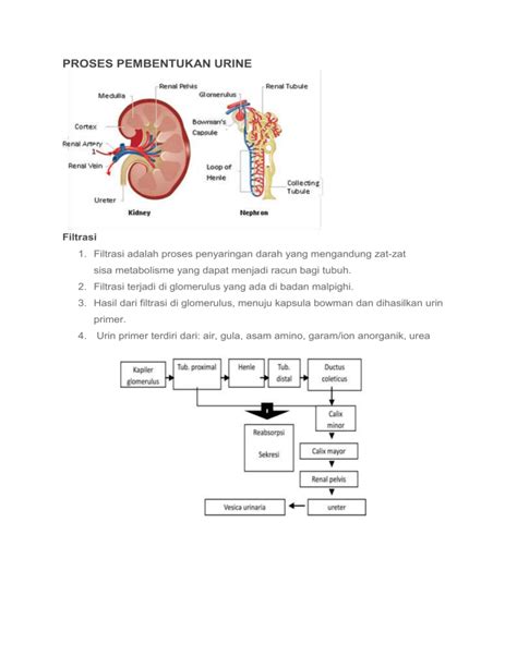 Gambar Proses Pembentukan Urine