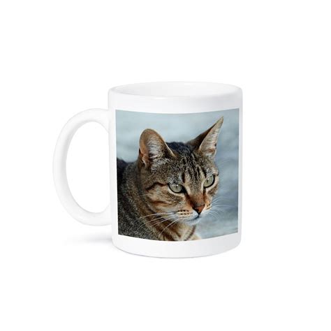 Up Close And Personal - Animal, Moggie, Tabbies, Tabby Cat, Cat, Cats