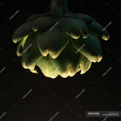 Closeup of green artichoke against black background — Savory Food ...