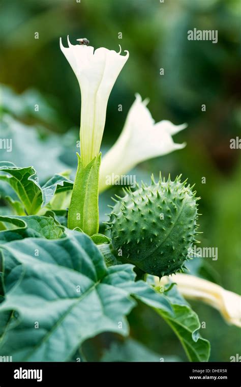 Jimson Weed (Datura stramonium) flower Stock Photo - Alamy