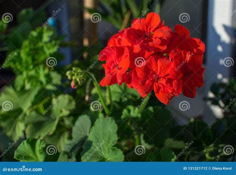 Flores Rojas Brillantes Hermosas Del Geranio Floreciente Foto De