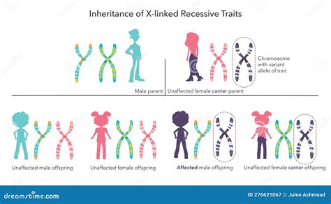 Sex Linked Dominant Influenced Character Infographic Diagram Human Male