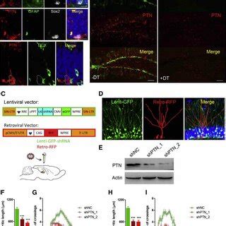 Ablation Of NSCs Leads To Impaired Newborn Neuron Development A