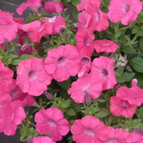 Petunia Pink - Ultra Pink - Better Buys