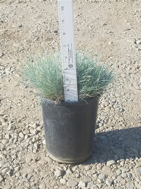 Festuca g. 'Elijah Blue' (Elijah Blue Fescue)