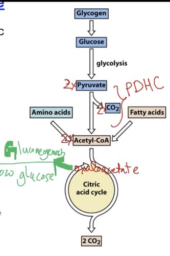 Chapter 17 Pyruvate Dehydrogenase Complex Flashcards Quizlet