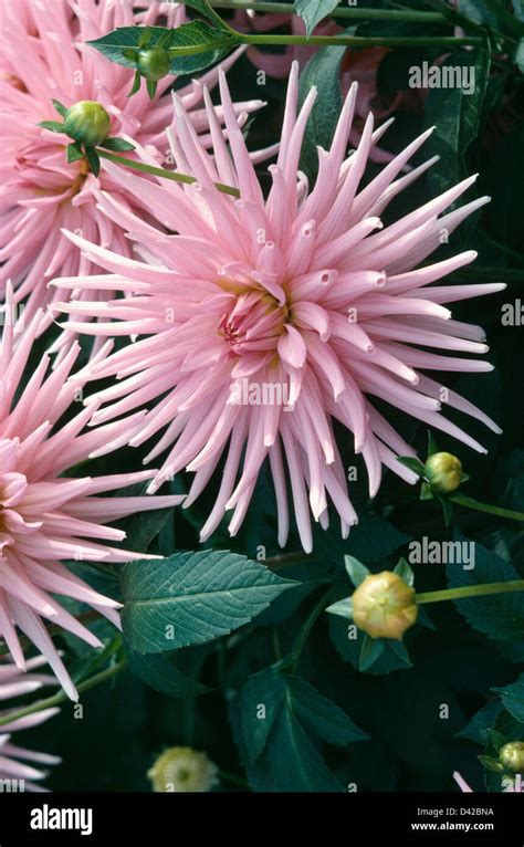 Close Up Of Dahlia Gay Princess Stock Photo Alamy