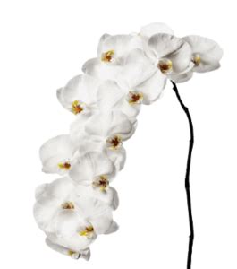 White Orchid Png Transparent No Background Orchid Catalog