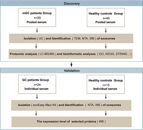 Frontiers Proteomic Profiling Of Serum Exosomes From Patients With