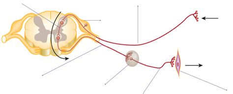 Autonomic Reflex Arc Diagram Quizlet