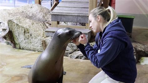 A Day In The Life Of A Sea Lion Trainer Youtube